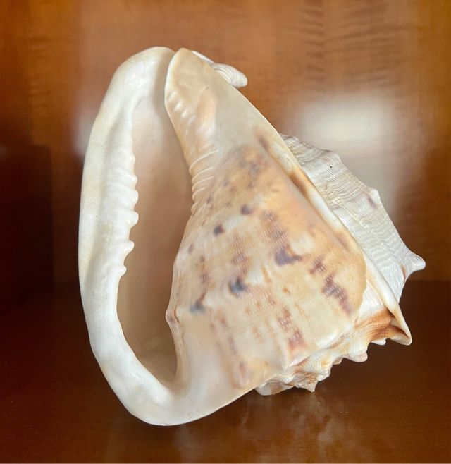 Caracola grande para decoración