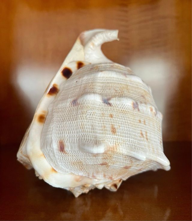 Caracola grande para decoración