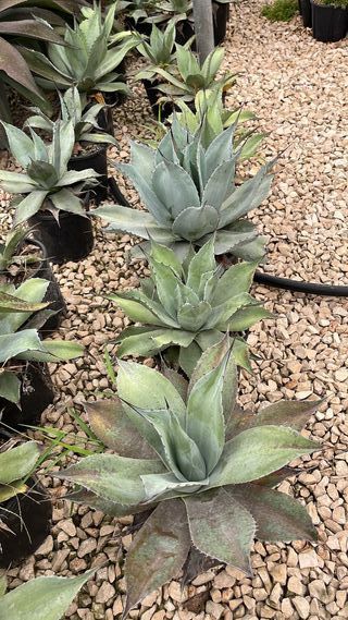 Agave Ovatifolia, 9L – FOTO REAL