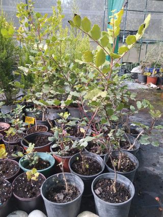 Algarrobo bonsai / prebonsai