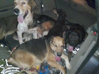 Cuido perros