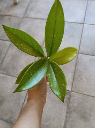 Planta Hoya Silver Pink