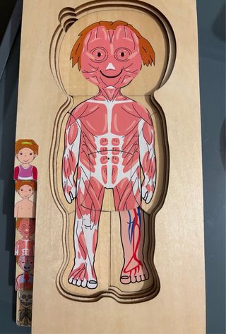 Puzzle Corpo Umano Strati