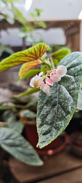 Begonia Avery Rex