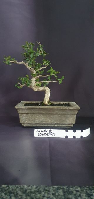 Bonsai Acebuche (12años)