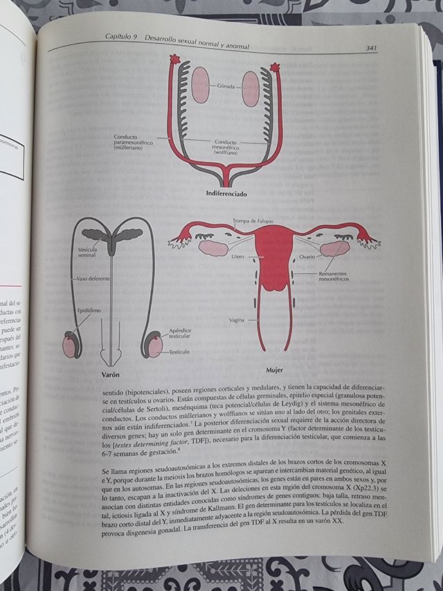 ENDOCRINOLOGÍA GINECOLÓGICA E INFERTILIDAD 