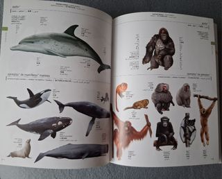 Diccionario Visual multilingue