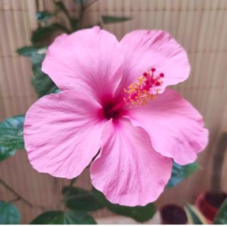 Hibisco Rosa
