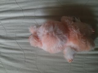 Popmart Peluche Rosa