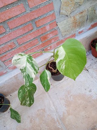 Monstera Albo Variegata cada planta 49.00