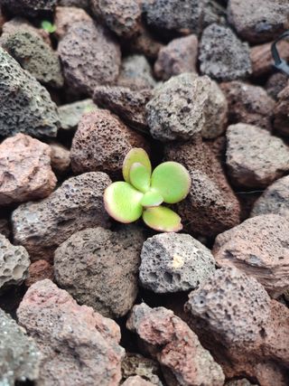 Suculenta árbol de jade