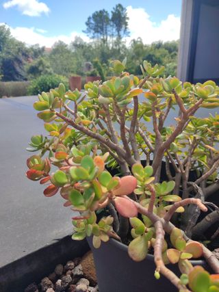 Suculenta árbol de jade