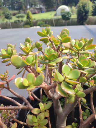 Suculenta árbol de jade