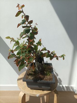 Bonsái Carpe Europeo