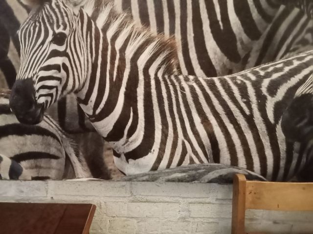 Lienzo de cebras en blanco y negro