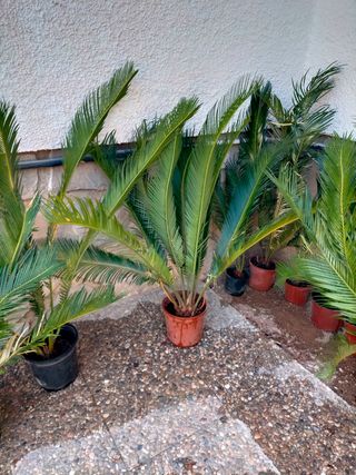 Palmeras Cica pequeñas en maceta