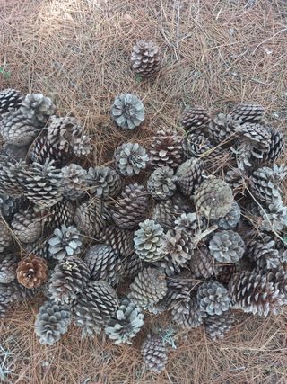 Regalo leña de pino y piñas.