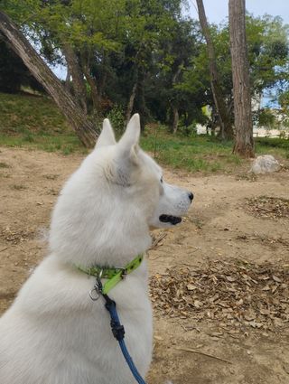 Paseadora y cuidadora de mascotas 