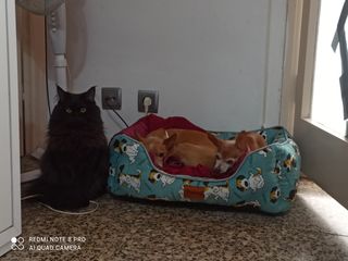 Paseadora y cuidadora de mascotas 