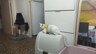 Paseadora y cuidadora de mascotas 