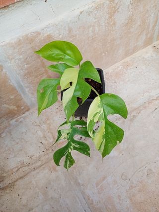Monstera Minima Tetrasperma Variegata