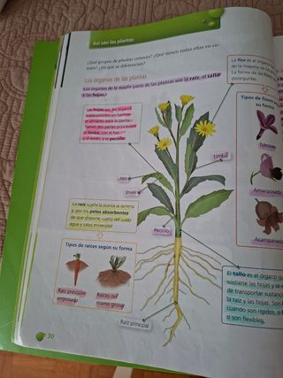Ciencias de la Naturaleza 4º Primaria