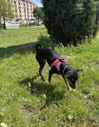 Cuidadora de Mascotas (paseos, alojamiento)...