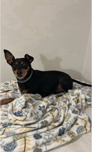 Cuidadora de Mascotas (paseos, alojamiento)...