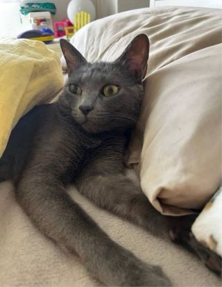 Cuidadora de Mascotas (paseos, alojamiento)...