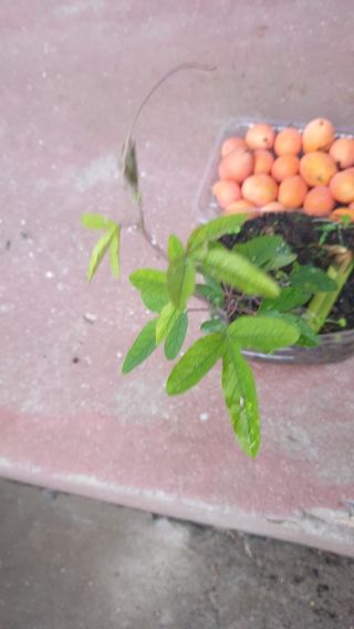 Pés de maracujá laranja