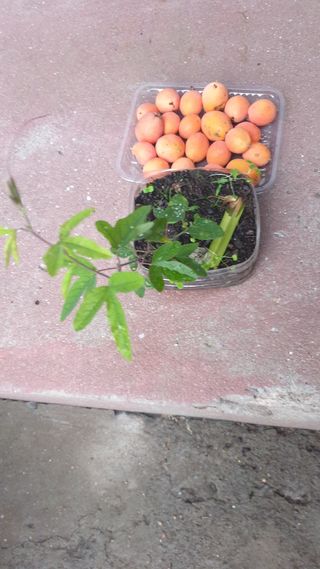 Pés de maracujá laranja