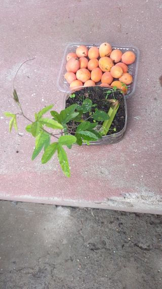 Pés de maracujá laranja