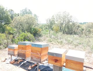 Colmenas de madera como nueva 
