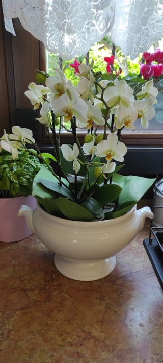 Zuppiera in porcellana senza coperchio