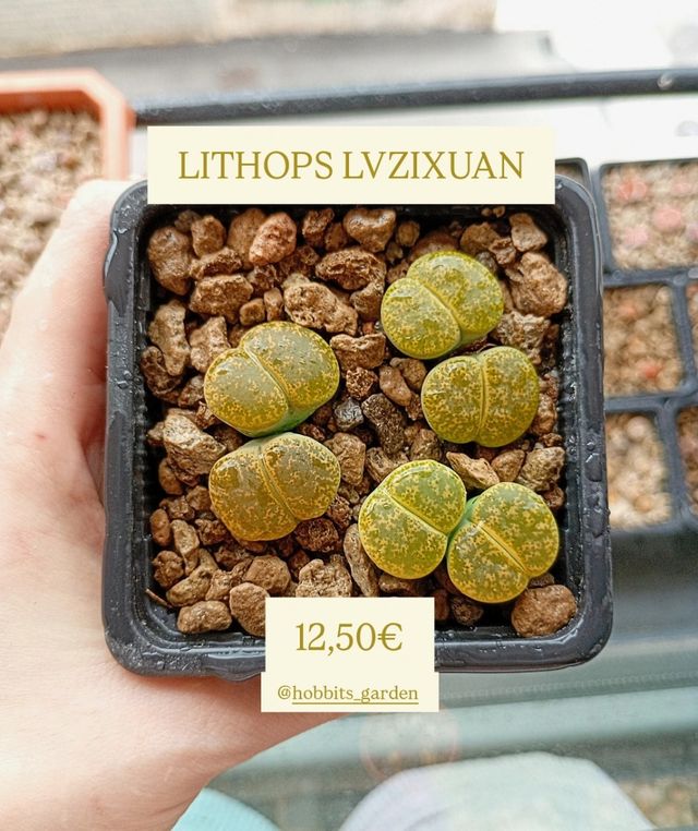 Lithops LVZIXUAN doble cabeza - Suculentas 