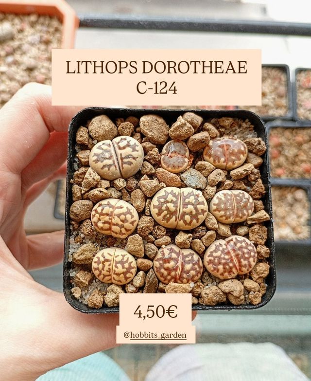 Lithops Dorotheae C-124 - Suculentas