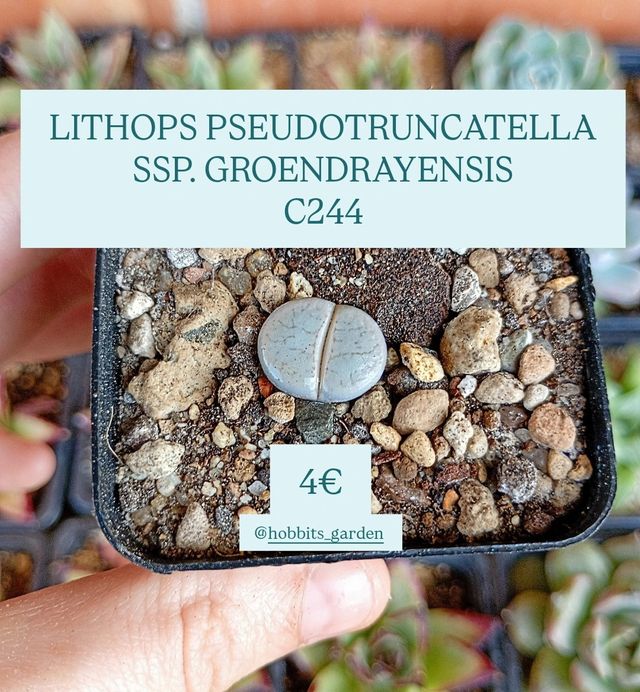 Lithops Pseudotruncatella SSP. Groendrayensis-C244