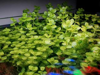 Lindernia rotundifolia planta acuario