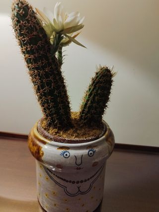 Cactus artificial con flor en maceta decorada