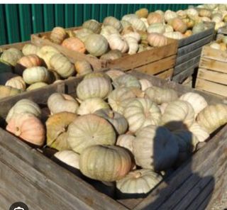 Calabazas Valencianas