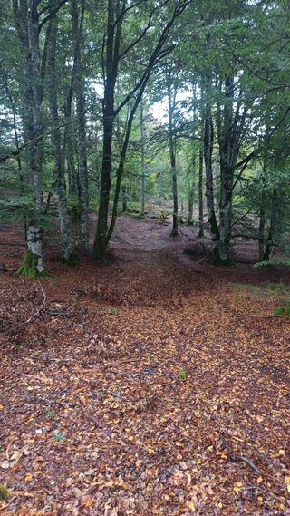 Trabajos forestales, jardinería y lotes de leña.