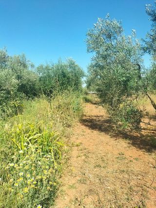 Terreno en venta en Bollullos de la Mitación