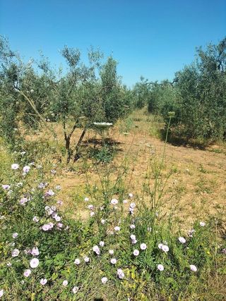 Terreno en venta en Bollullos de la Mitación