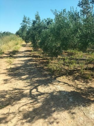 Terreno en venta en Bollullos de la Mitación
