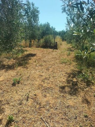 Terreno en venta en Bollullos de la Mitación