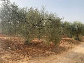 Terreno en venta en Bollullos de la Mitación