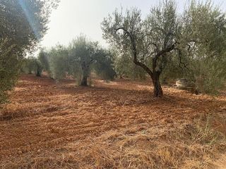 Terreno en venta en Bollullos de la Mitación