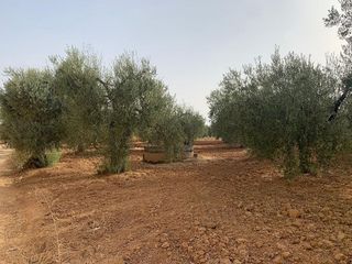 Terreno en venta en Bollullos de la Mitación