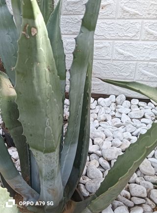 Composizione Cactus e Agave