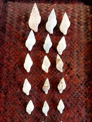 Lotto conchiglie marine poco comuni 15 pezzi